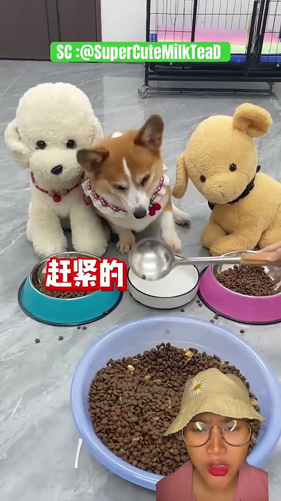 D0gy mar4H ⁉️#trending #trendingshorts #shorts #trendingvideo #shortvideo