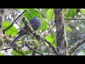 Lipaugus fuscocinereus / GUardabosques Cenizo / Dusky Piha