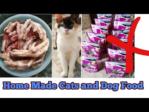 Video: How To Make A Pedigree For Cats