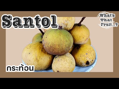 Ep.1 Santol Fruit : Thailand รีวิวกระท้อนเป็นภาษาอังกฤษ