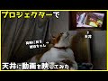 天井にプロジェクターで動画を投影したら猫の反応が面白かったｗ