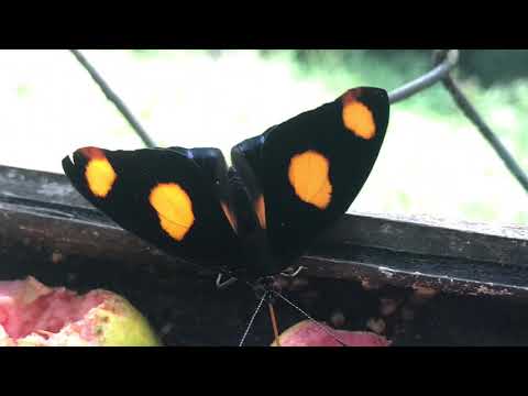 Vídeo: Veleiro borboleta, descrição, características das espécies