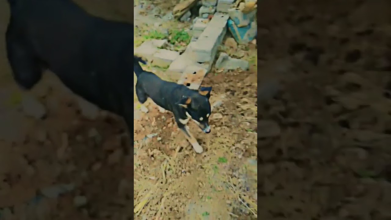 German Shepherd | bull Dog | Black Dog | 