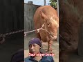sapi super besar #shots