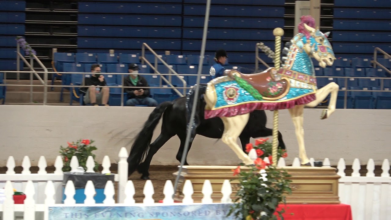 Friesian English Pleasure Hunt Seat WT Championship