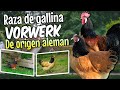 Vorwerk Alemán 🐔 Una bella raza de gallina de doble propósito