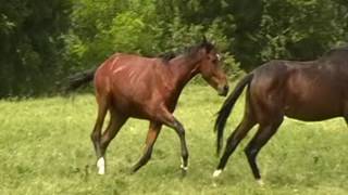 Namiro Star und seine Kumpels