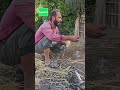 الناس اللي بتتريق على عيشة الفلاحين تعالى اتفرج يا عم شوف بيعملوا إيه كان نفسي أكون معاهم 