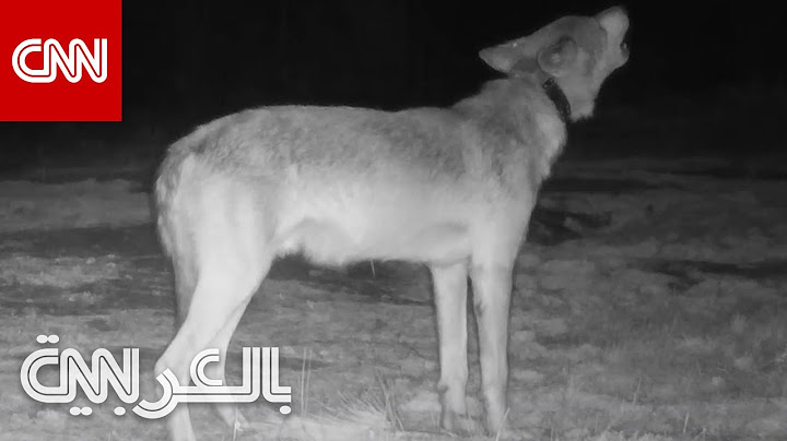 كاميرا توثق لحظة نادرة لعواء ذئب في البريّة.. وخبير: أشبه بالفوز باليانصيب