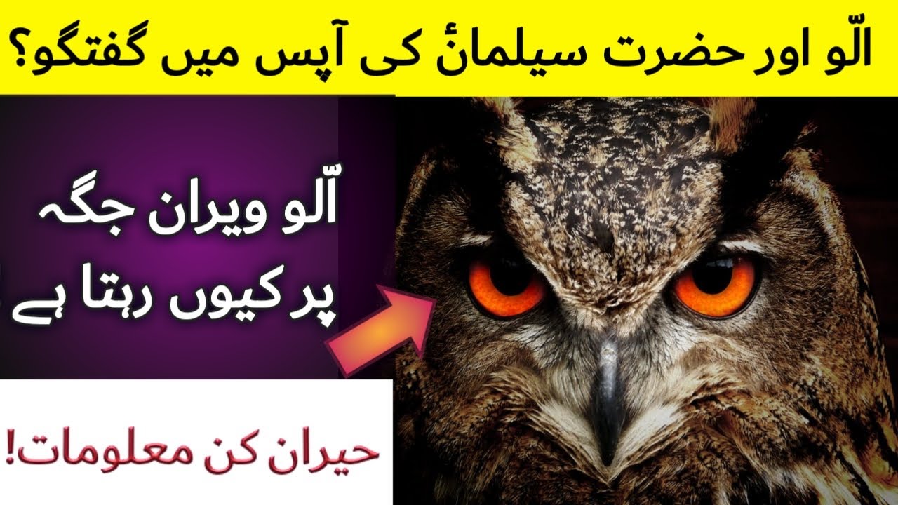 Interesting Information about Owl (ullu).Ullu Ki Hazrat Suleman  Sa Mulaqat || Aap Ne Kya Farmaya?