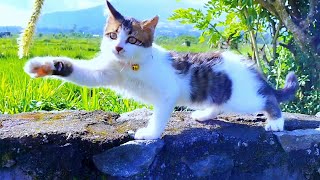 VS 12 - 😸🐱CAT CUTE - PLAY WITH CAT -BILLI KARTI MEOW MEOW- kittens cats funniest - Animal Funny by ANIMALS 22 217 views 7 days ago 3 minutes, 8 seconds