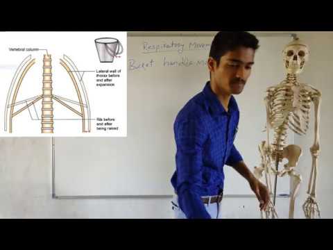 Respiratory movement |