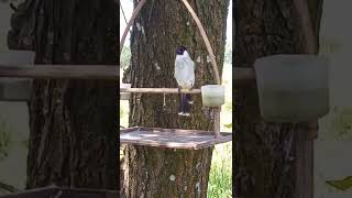 Download Lagu kutilang full isian cucak ijo, mastran burungmu yg malas bunyi lurr, lngsung respon MP3