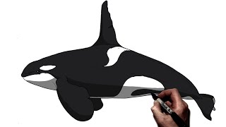 كيفية رسم أوركا (الحوت القاتل) | خطوة بخطوة