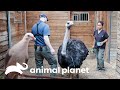 Cuidados especiais para aves exóticas no zoológico | O Zoológico | Animal Planet Brasil