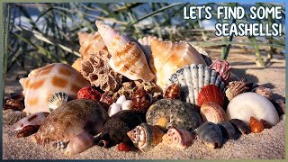 Low Tide Shell Collecting | Rock Pools are Submerged in Big Waves!