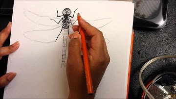 How To Draw a Dragonfly