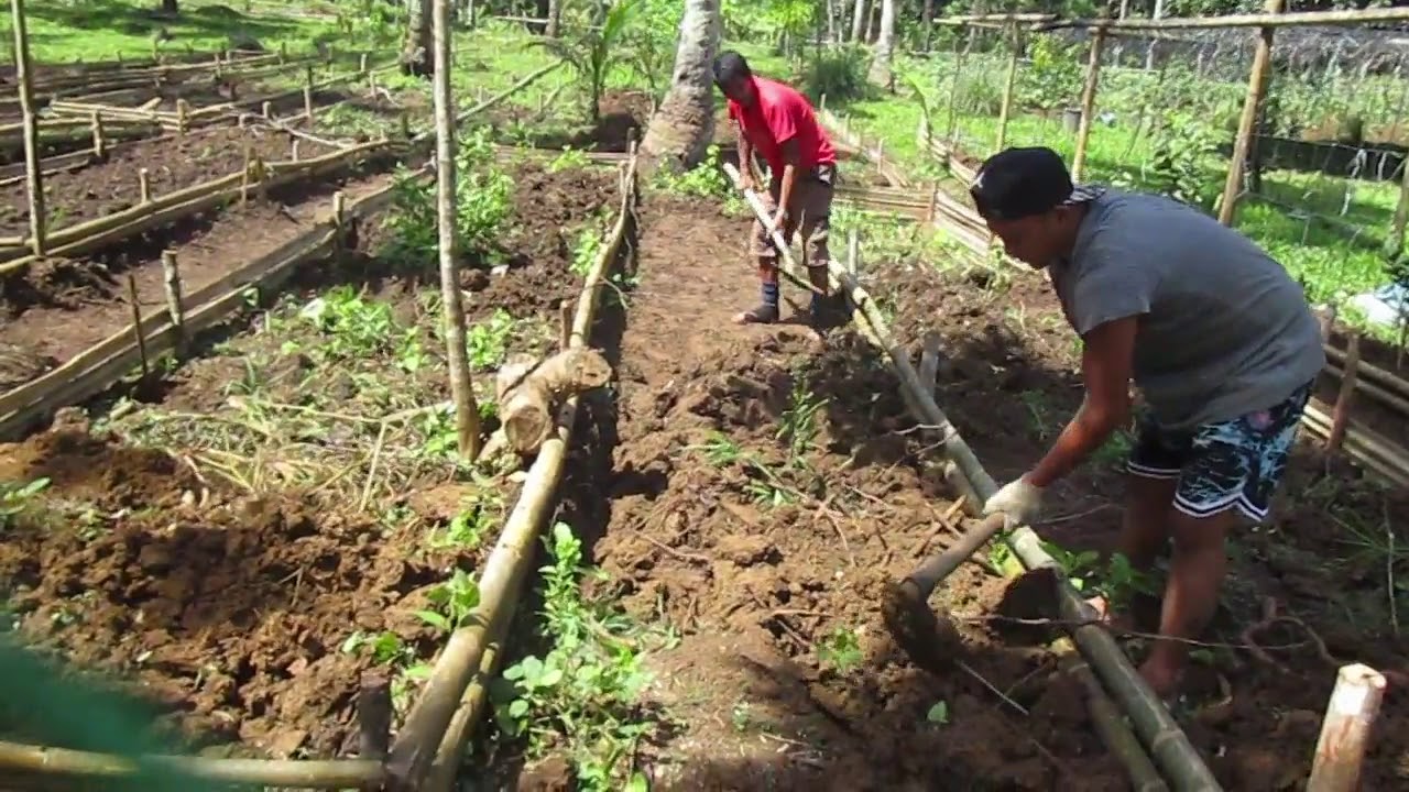 Integrated Farming: Raised Beds Making / Rice Field Updates / Buhay ...