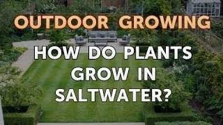 How Do Plants Grow in Saltwater?