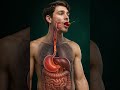 Watch What Happens Inside Your Body When You Eat a Hot Chili Pepper 🌶️ | 3D Medical Animation #3d