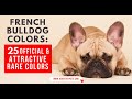 French Bulldog Coat Colors: A Comprehensive Guide to Color Variations and Health Considerations