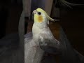 #whistling #cutecockatiel #happycockatiel #cutecockatiel