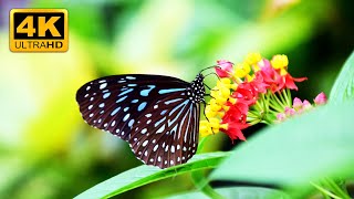 Butterfly collecting nectar from flowers | 4K ULTRA HD