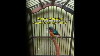 Download Lagu Suara burung kolibri muncang gacor #Shorts MP3 Download Lagu Suara burung kolibri muncang gacor #Shorts MP3