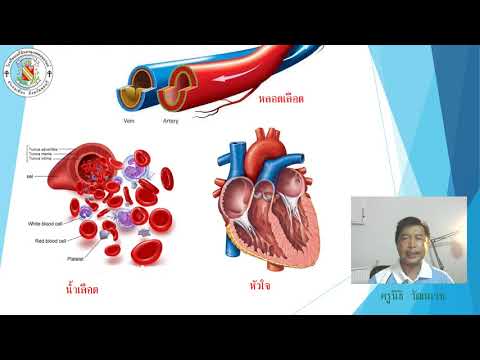ระบบหมุนเวียนโลหิต