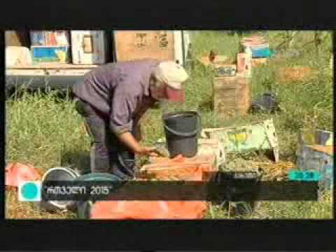 21 09 2015   მაესტრო   კონტაქტი რვაზე