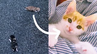 Rescued a kitten on the road by 너는내운냥 5,013 views 1 year ago 3 minutes, 16 seconds