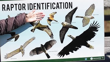 CVWO Raptor Migration - One Minute Version