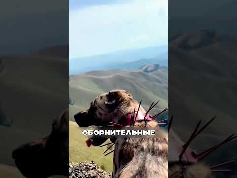 Алабаи в Волчьем ущелье ЗАЩИТИЛИ отару🐕🏔️🐺