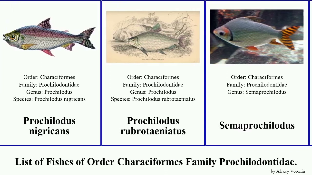 Fishes of Order Characiformes Family Prochilodontidae Prochilodus  Semaprochilodus Ichthyoelephas