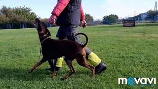IGP training. Obedience.Garmata vom Grenzturm.