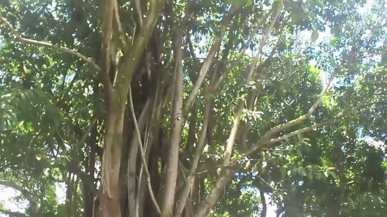 Pamplemousses Garden