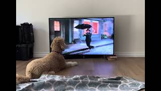 (Mostly) Eleanor Watching Singin' in the Rain (1952) again