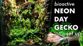 Building a bioactive vivarium for tiny geckos (6 months of growth!)