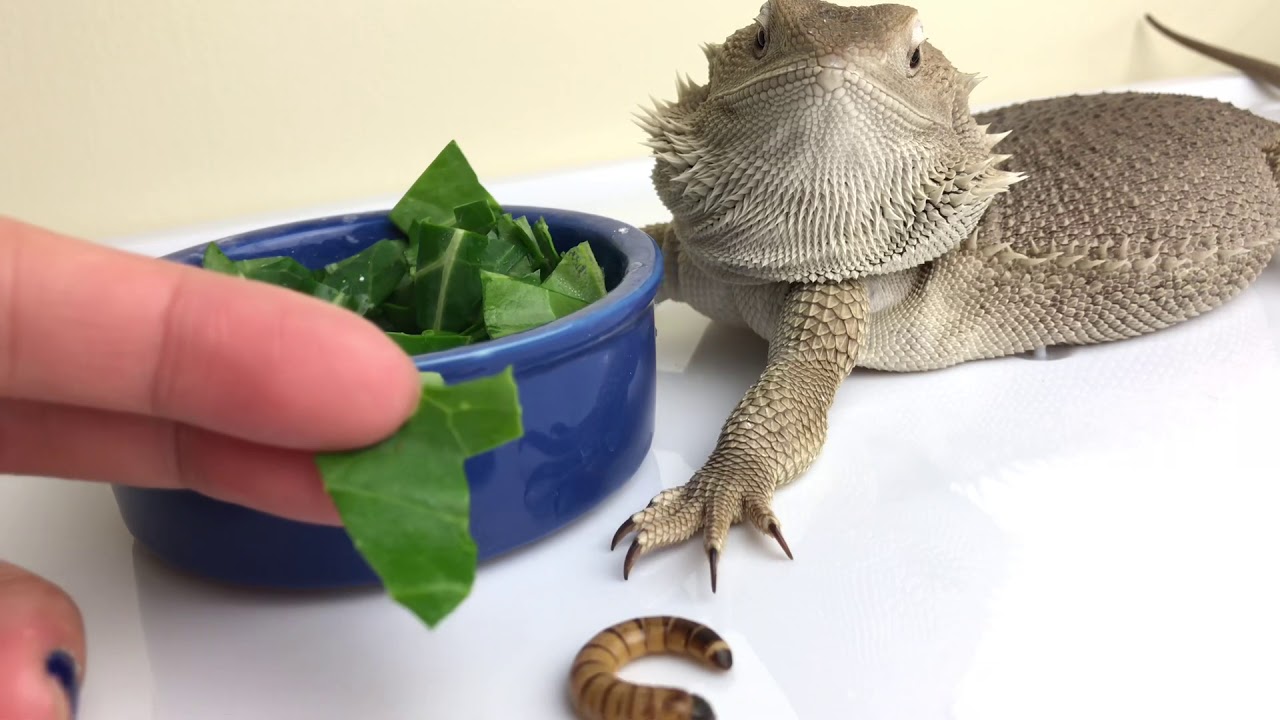 How To Get Bearded Dragon Eat Salad Tricked YouTube