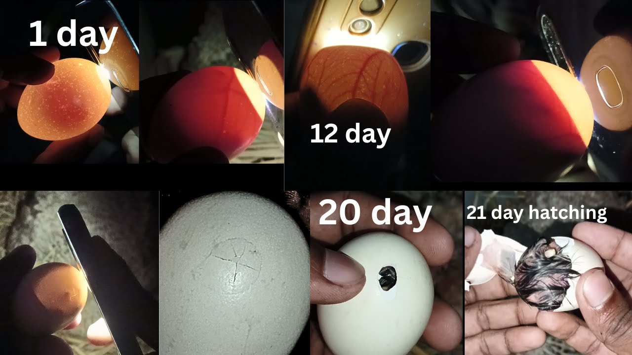 candling chicken eggs egg checking with light 1 21 day YouTube