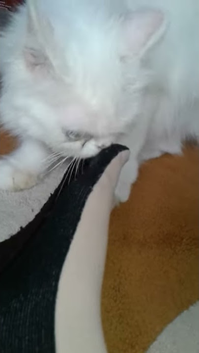 Idiot Cat || Crazy Cat
