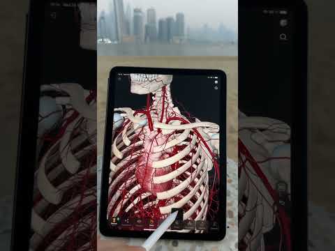 Красивый вид? 🔥 Приложение: Easy Anatomy #анатомия