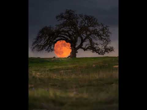 سورة محمد القارئ ياسر الدوسري 1425هـ سورة محمد القارئ ياسر الدوسري 1425هـ