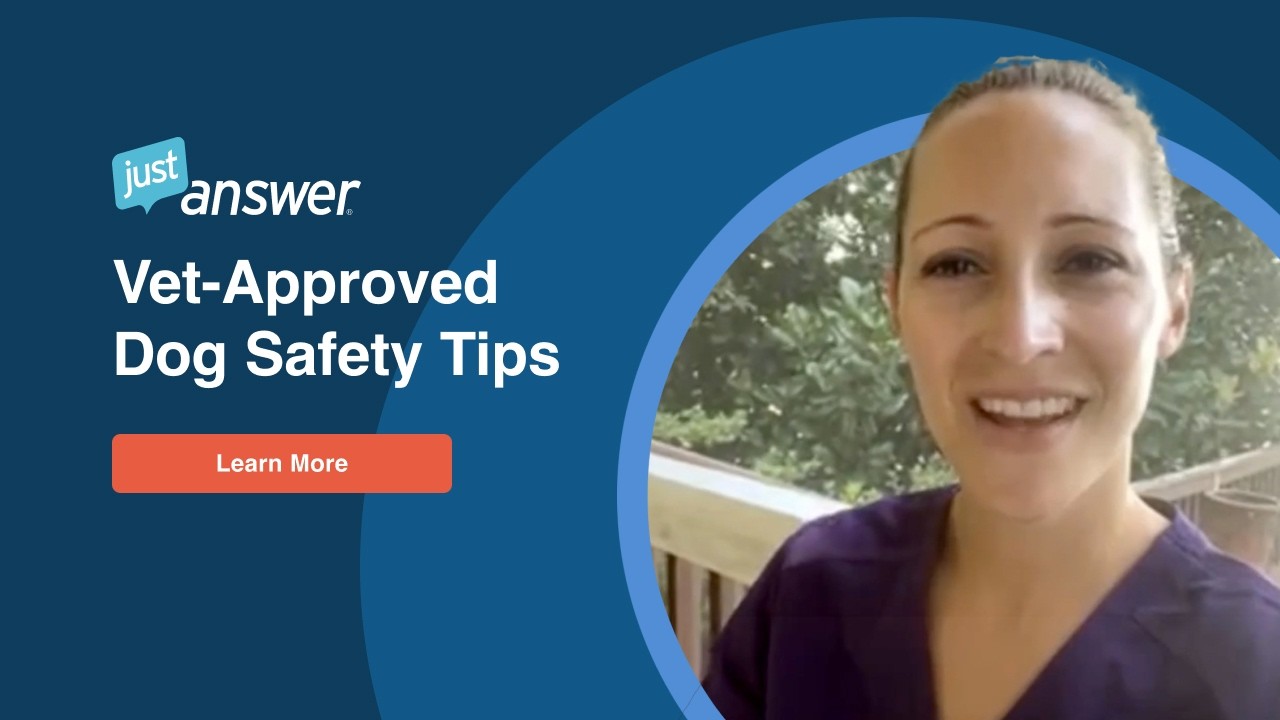 Top Safety Tips for Dog Owners from JustAnswer Veterinarian, Emily Thompson