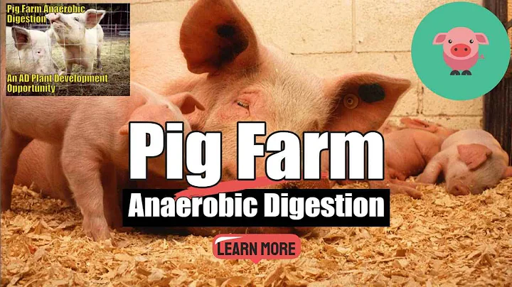 Pig Farm Anaerobic Digestion - Hog Farm Anaerobic Digestion - Piggery Biogas Video