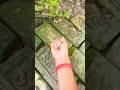 Catch big frogs funny | Try don't laugh |wepwep catching frogs make you laugh🐸#hangrees