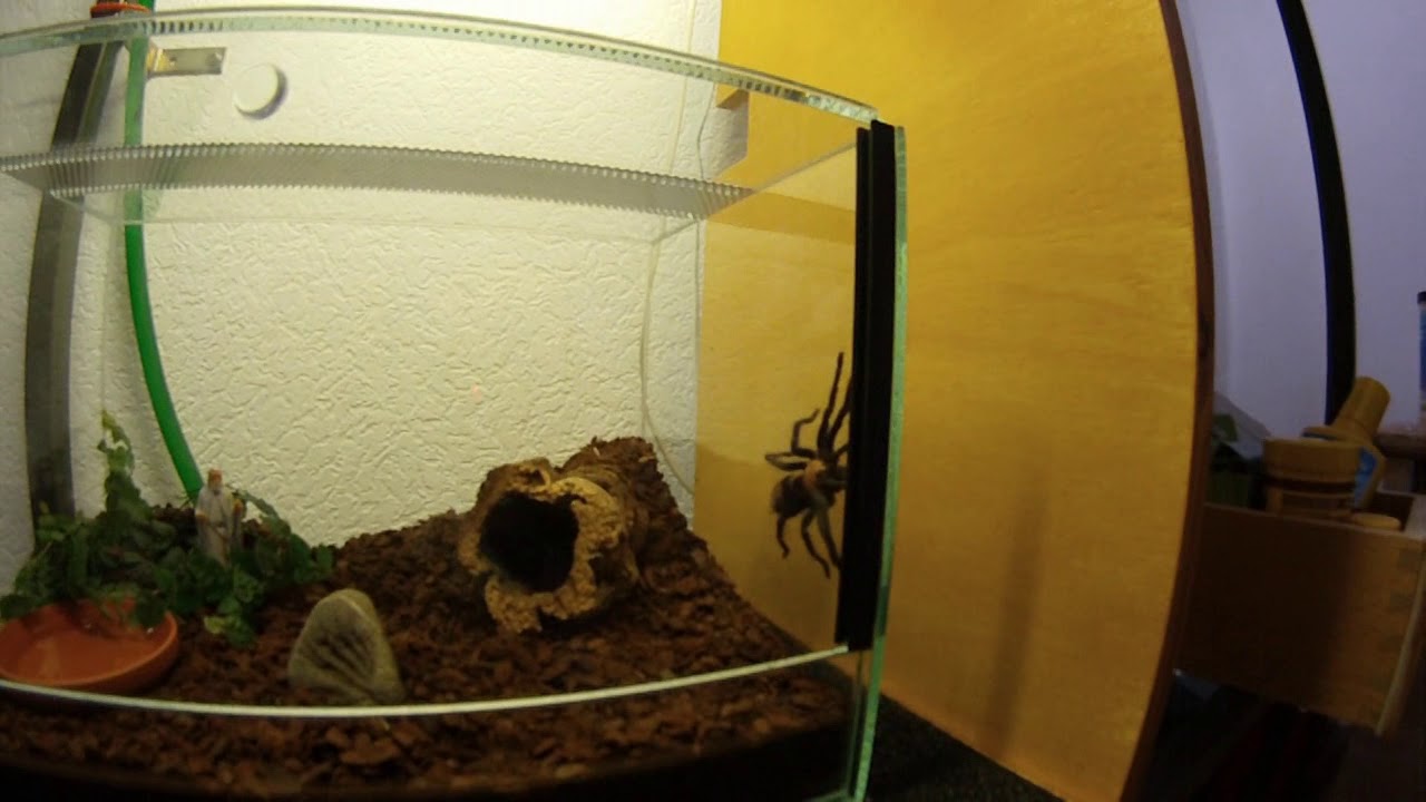 Davus Fasciatus New Home