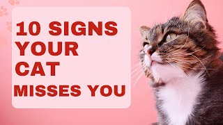 10 Reasons Why Your Cat Misses You by PetMastery 1,269 views 4 months ago 6 minutes, 16 seconds