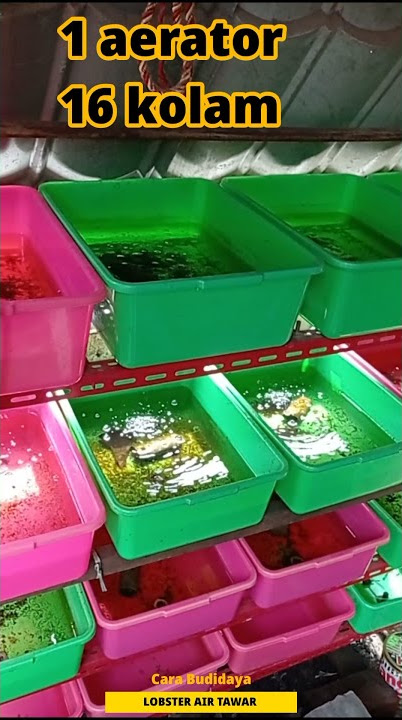 Aerator Untuk Kolam Lobster, 1 untuk 16 Kolam🦞Indukan Bertelur🦞 Budidaya Lobster Air Tawar Pemula