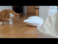 猫もダメにするソファの中身を補充したら…